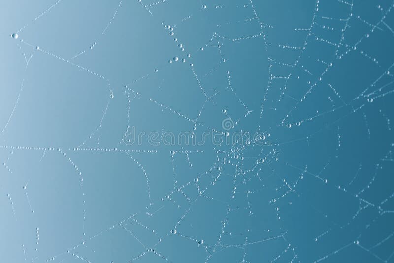 Spider web with fog water drops blue background. Spider web with fog water drops blue background