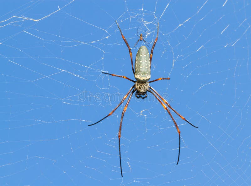 File:Spider-web-insect - West Virginia - ForestWander.jpg