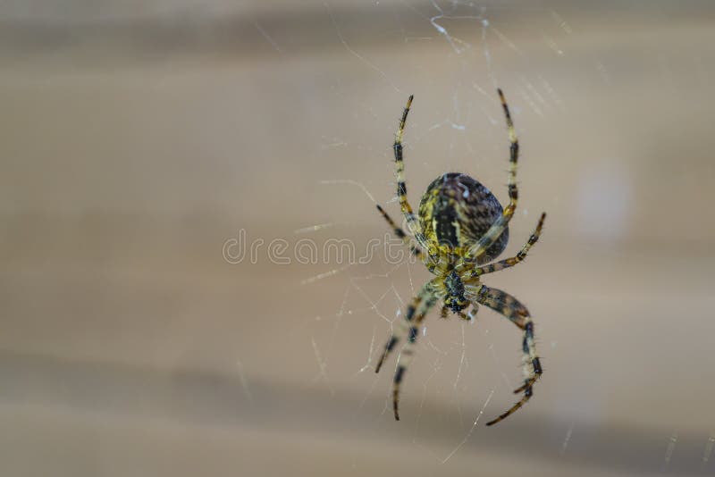 Spider on a web close up.Copy space. Soft focus, shallow depth of field stock images Spider on a web close up.Copy space. Soft focus, shallow depth of field stock images