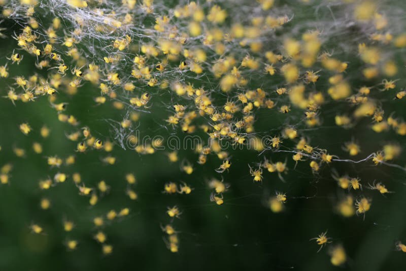 Spider web close up detail posed leaf paws claws royalty free stock images