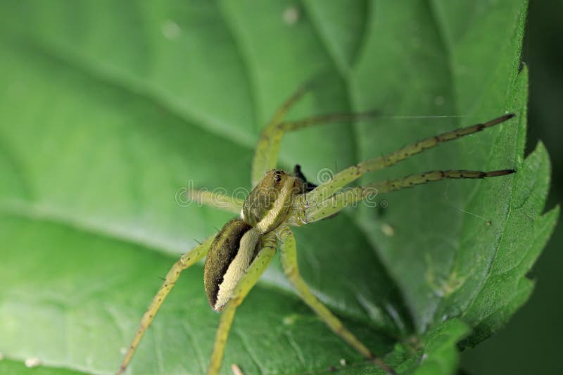 Spider web close up detail posed leaf paws claws royalty free stock images