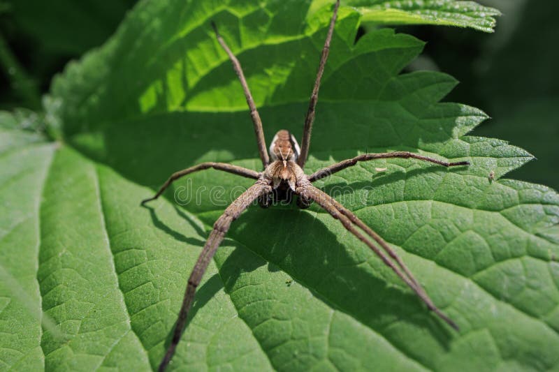 Spider web close up detail posed leaf paws claws royalty free stock images