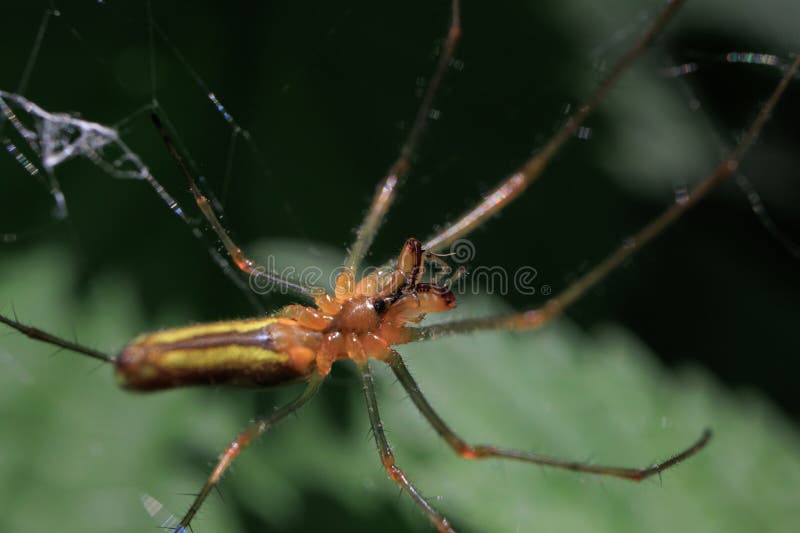 Spider web close up detail posed leaf paws claws royalty free stock photo