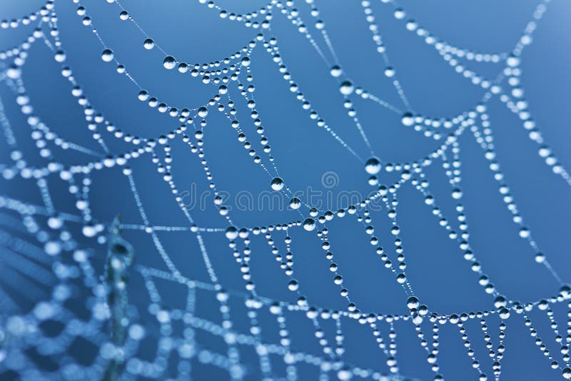 Spider web or cobweb with water drops after rain