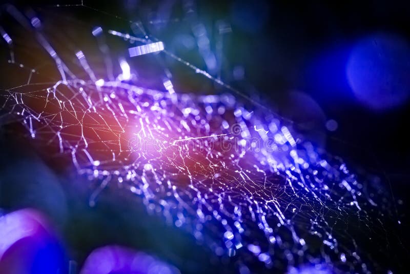 Spider web concepts. stock photo Spider web concepts. stock photo