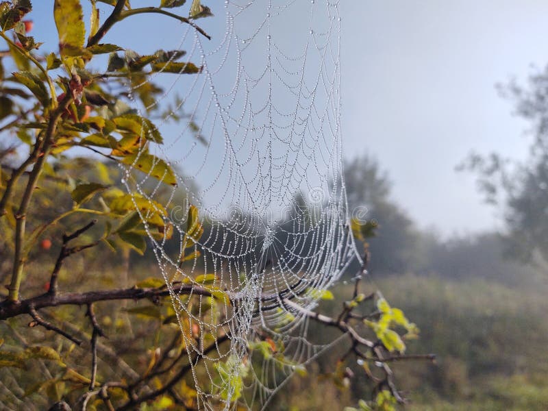 Pavučina pokrytá ranním mechem na louce ráno.