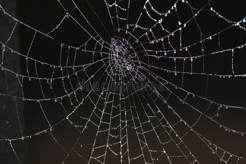 Spider web with dew water drops and black background