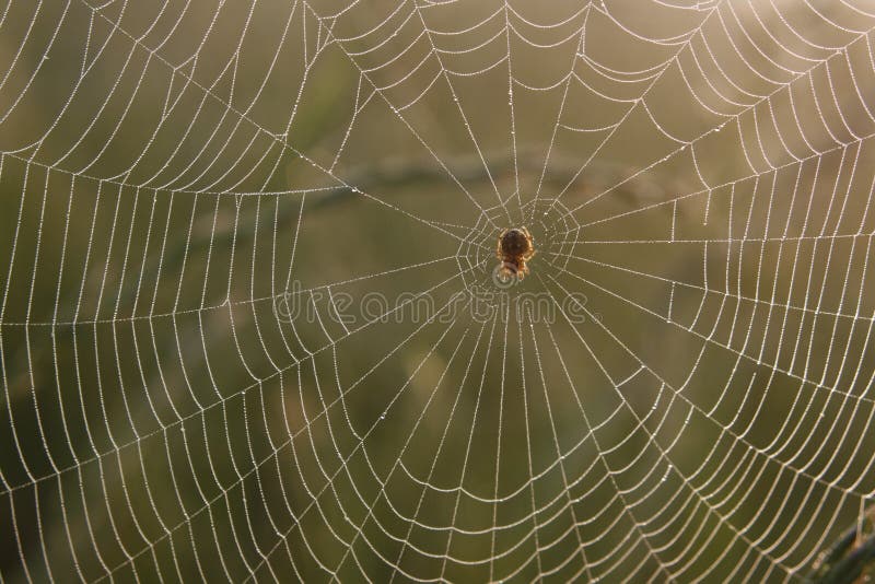 Spider web with dew in morning