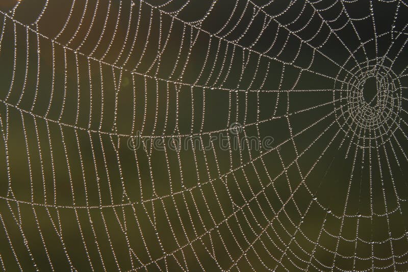 Spider web with dew in morning