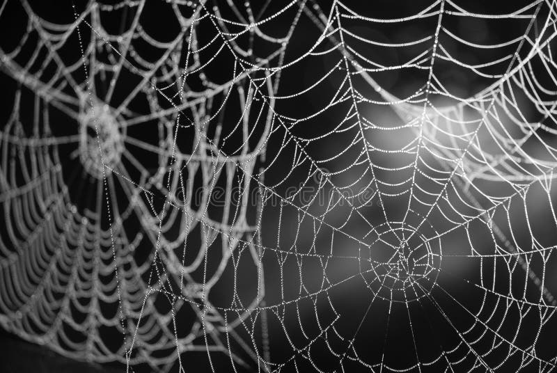 A view of an intricate spider web with early morning sunlight highlighting each strand as it shines through the dew gathered on them. A view of an intricate spider web with early morning sunlight highlighting each strand as it shines through the dew gathered on them.