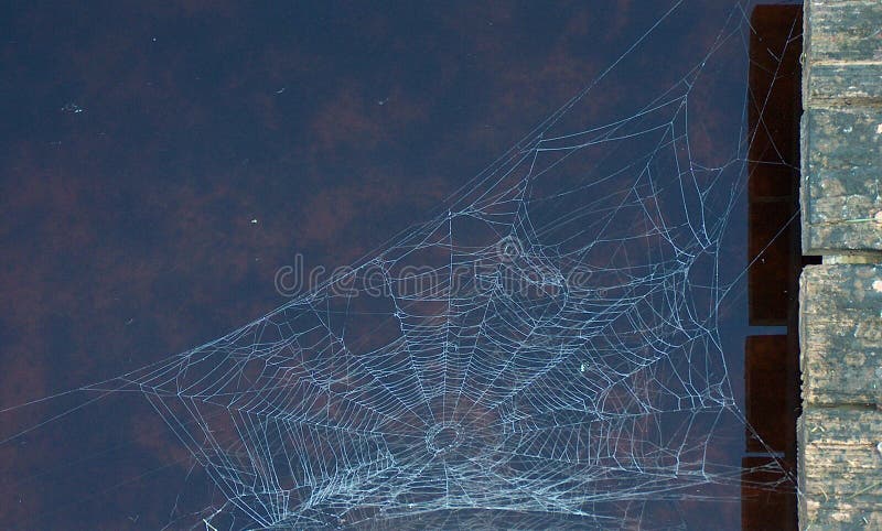 A spider web with the morning dew. A spider web with the morning dew