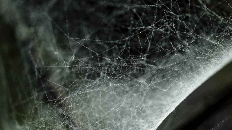 Dew attached on spider web which look like the constellation