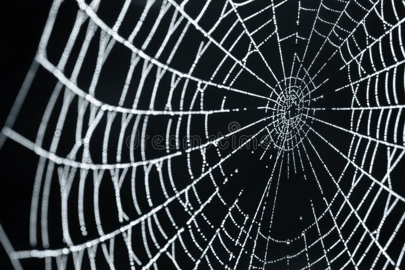 A Close-up of A Spider Web With Dew Drops