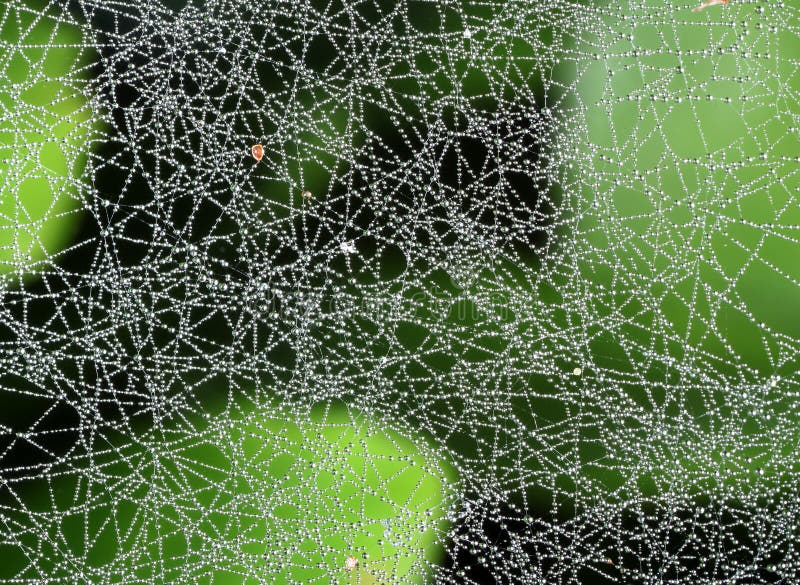 Spider web with dew drops focus on drops