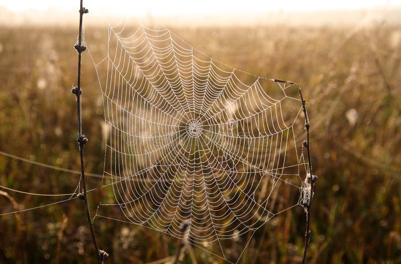 Spider web with dew drops on morning meadow