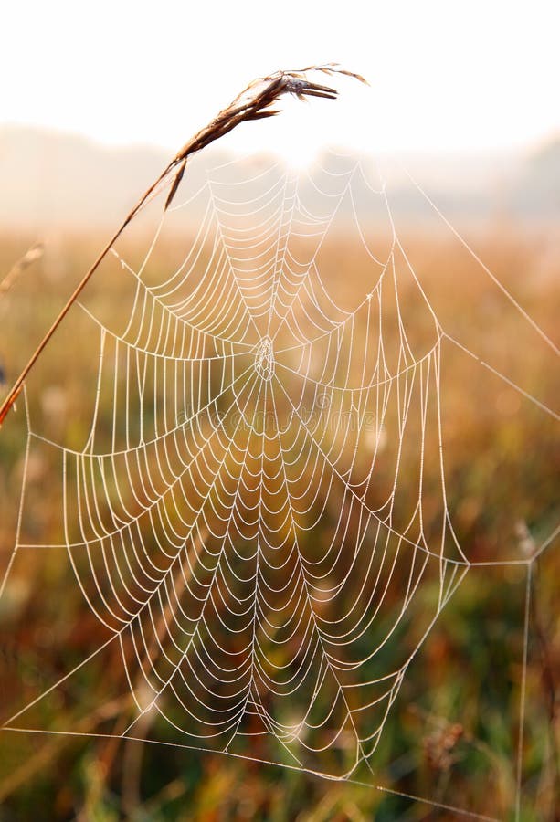 Spider web with dew drops on morning meadow