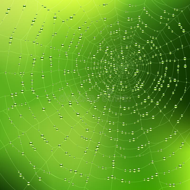 Vector illustration of a spider web with dew drops