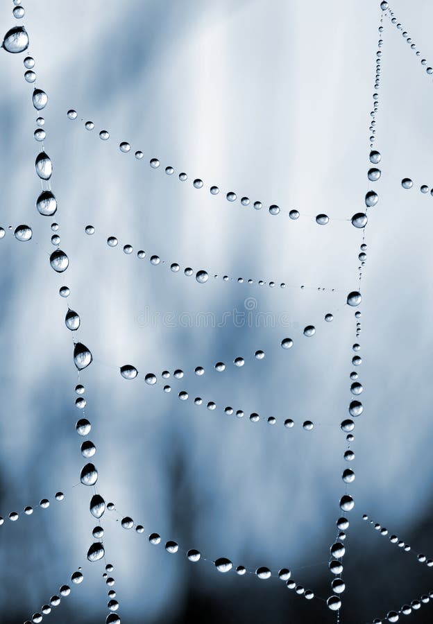 Spider web with dew drops closeup