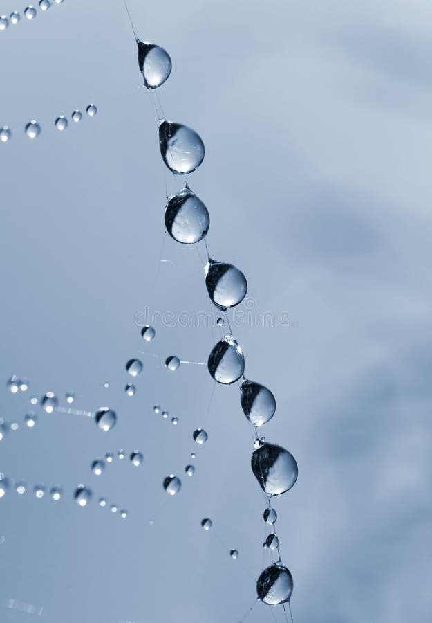 Spider web with dew drops closeup