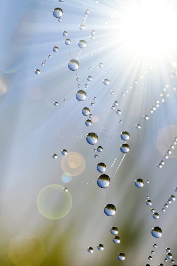 Spider web with dew drops closeup