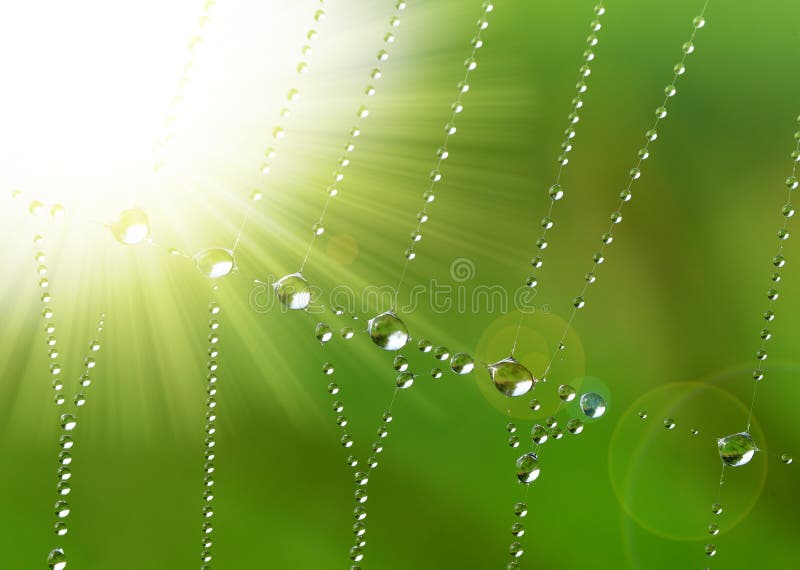 Spider web with dew drops