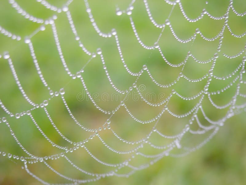 A spider's web covered with delicate early morning dew drops, photographed with shallow depth of field against a natural green background. A spider's web covered with delicate early morning dew drops, photographed with shallow depth of field against a natural green background