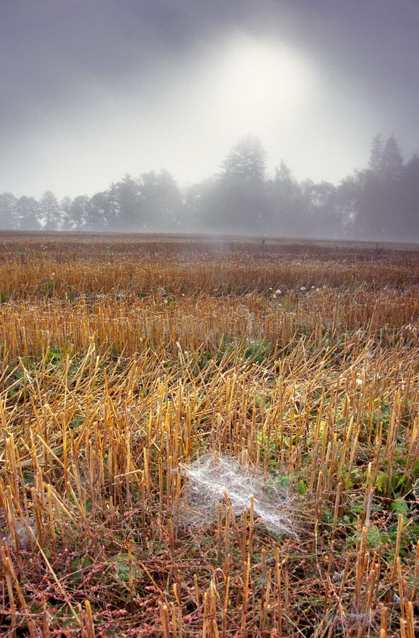 Spider web in the field during autumn morning