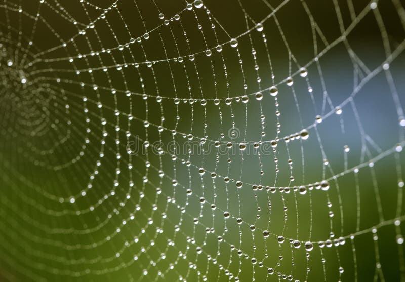 Close Up Macro of a Spider Web with Fresh Dew Drops in the Morning
