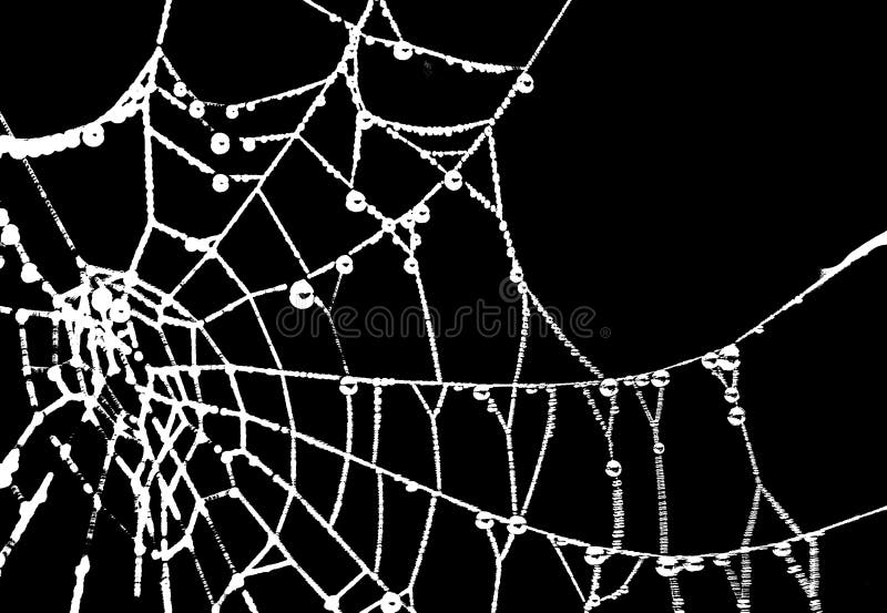Spider Web Graphic Silhouette Stock Image Image of dark, white 126739865