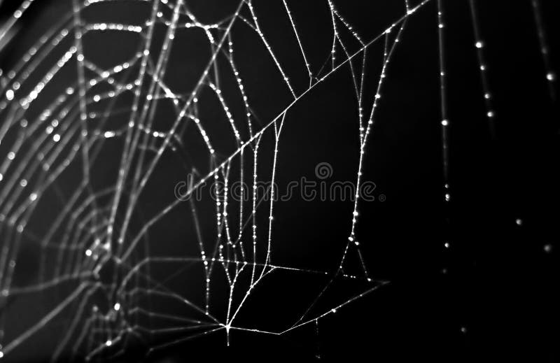 Spider web isolated on black