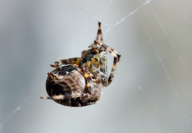 Spider in web waiting to catch prey. Arachnid.