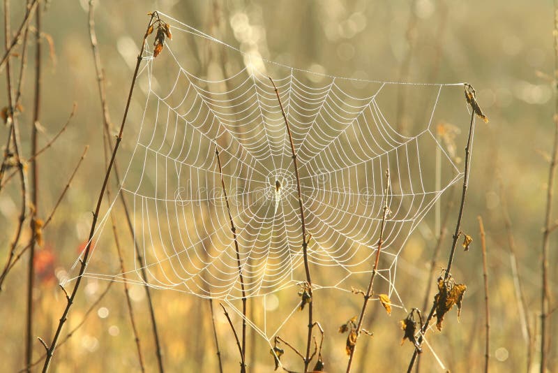 spider web on a meadow sunny autumn morning close up of cobweb the day spiderweb covered with dew backlit by rising sun october