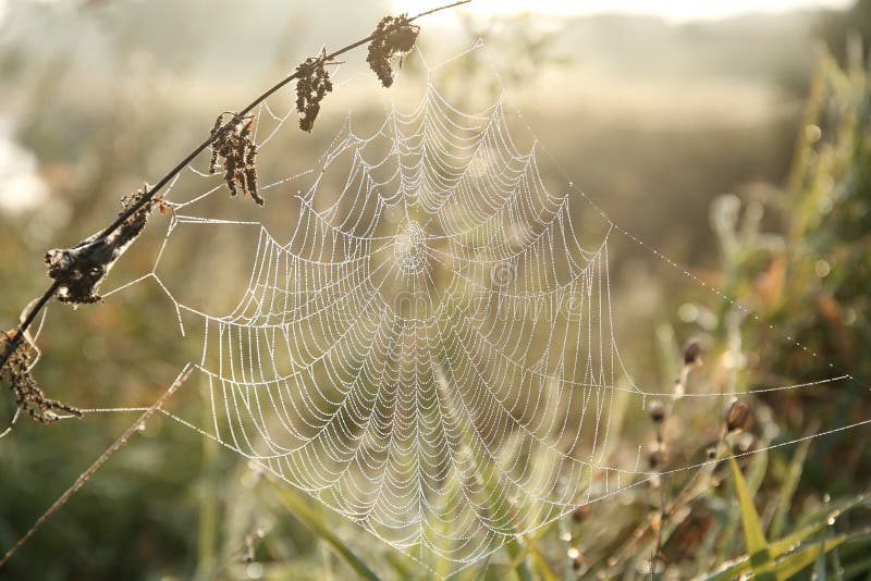 spider web on a meadow on a sunny autumn morning close up of cobweb on the meadow on a sunny autumn day spiderweb covered with