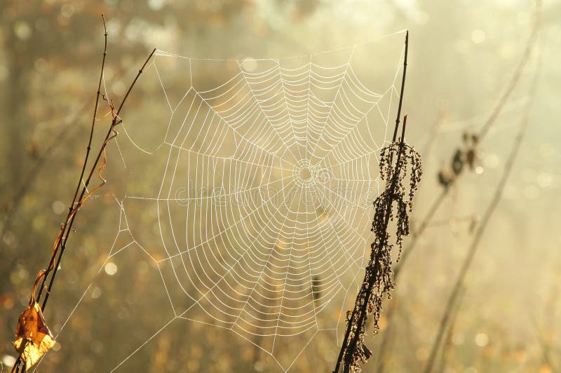 spider web on a meadow on a sunny autumn morning close up of cobweb on the meadow on a sunny autumn day spiderweb covered with