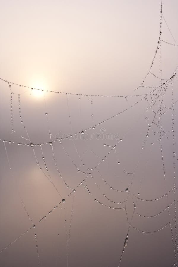 Spider web on a misty morning