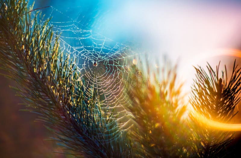 Spider web sul ramo di pino, l'alba di luce.