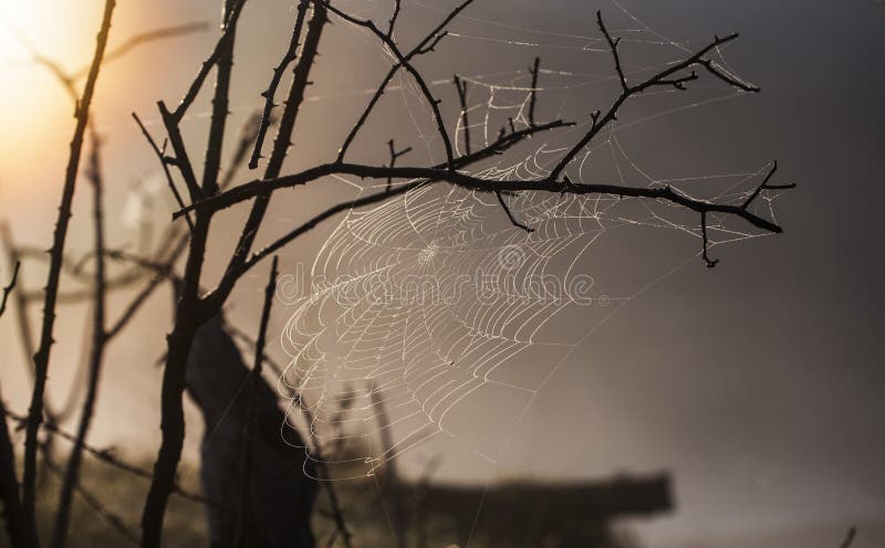 Spider web on a tree stock photo. Image of natural, morning - 79340066