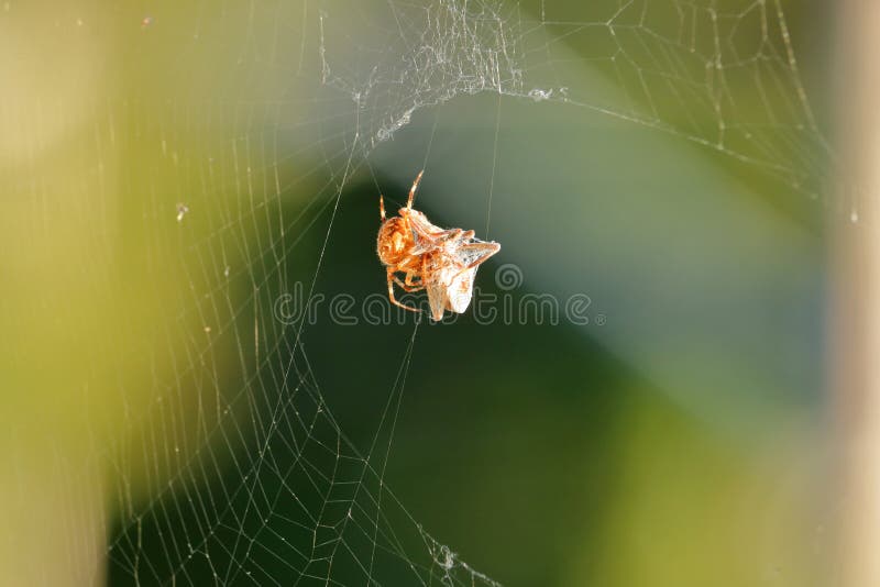 Close-up of a spider in its web eating its prey, Shot with:…