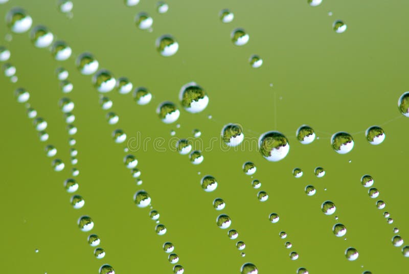 Spider web and water droplet