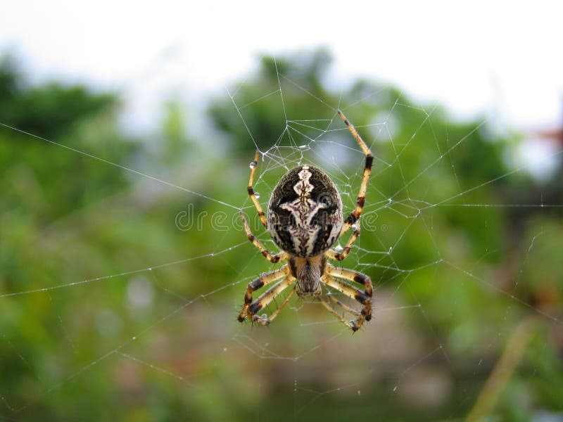 A Spider Webbing