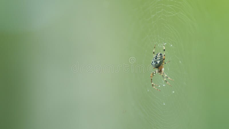 Close up. Little spider-crosspiece araneus diadematus with a cross on back. Close up. Little spider-crosspiece araneus diadematus with a cross on back.