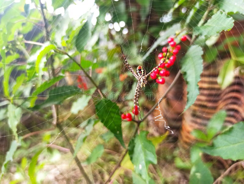 Spiders that are Removing or Looking for Their Prey Stock Image - Image ...