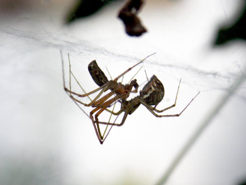 Spiders in love stock image. Image of love, macro, nature 125175691