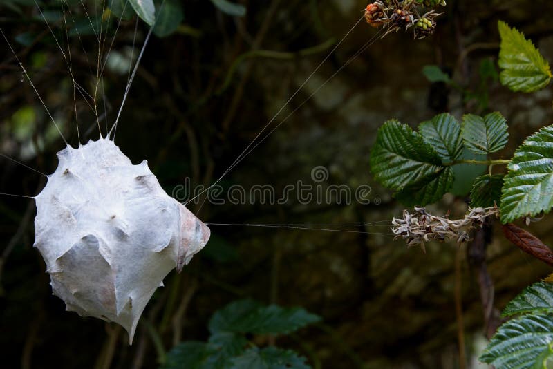 Spiders nest