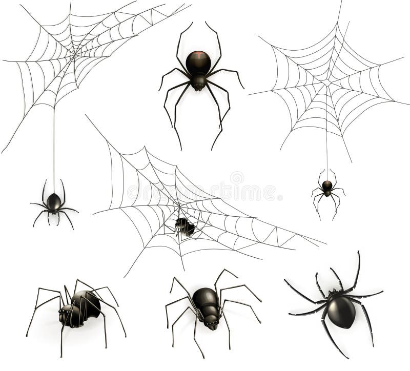 Spiders and spider web