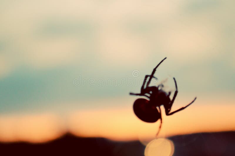 Spiders stock image. Image of spiders, bridge, spider 77759373