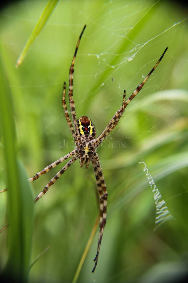 Spiders with their long legs guarding prey in their nests royalty free stock photos