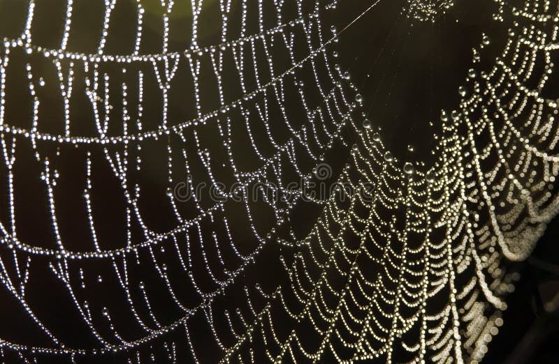 Spiderweb with dew droplets royalty free stock images