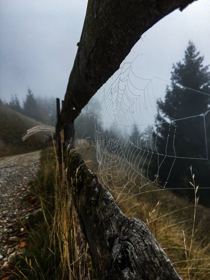 spiderweb royalty-vrije stock foto spiderweb royalty-vrije stock foto