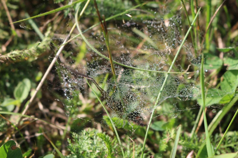 Spiderweb in druppeltjes van dauw royalty-vrije stock foto Spiderweb in druppeltjes van dauw royalty-vrije stock foto